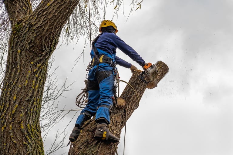 Professional tree surgeon removing a tree safely