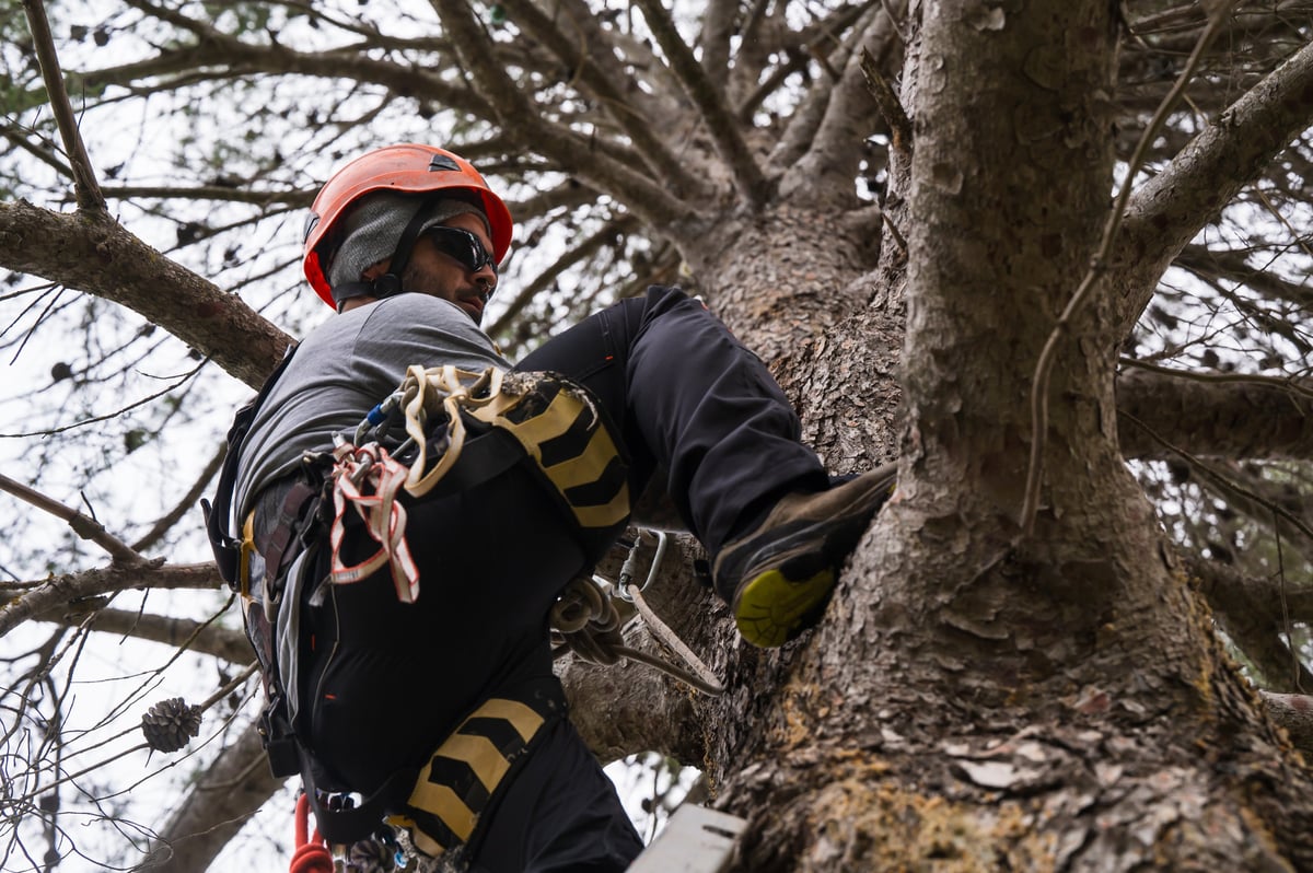 Arborist pruning a tree using rope access techniques