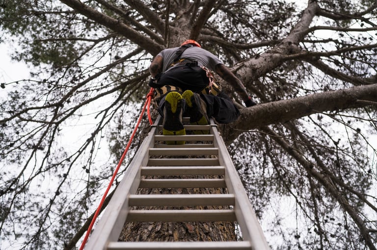 Tree maintenance